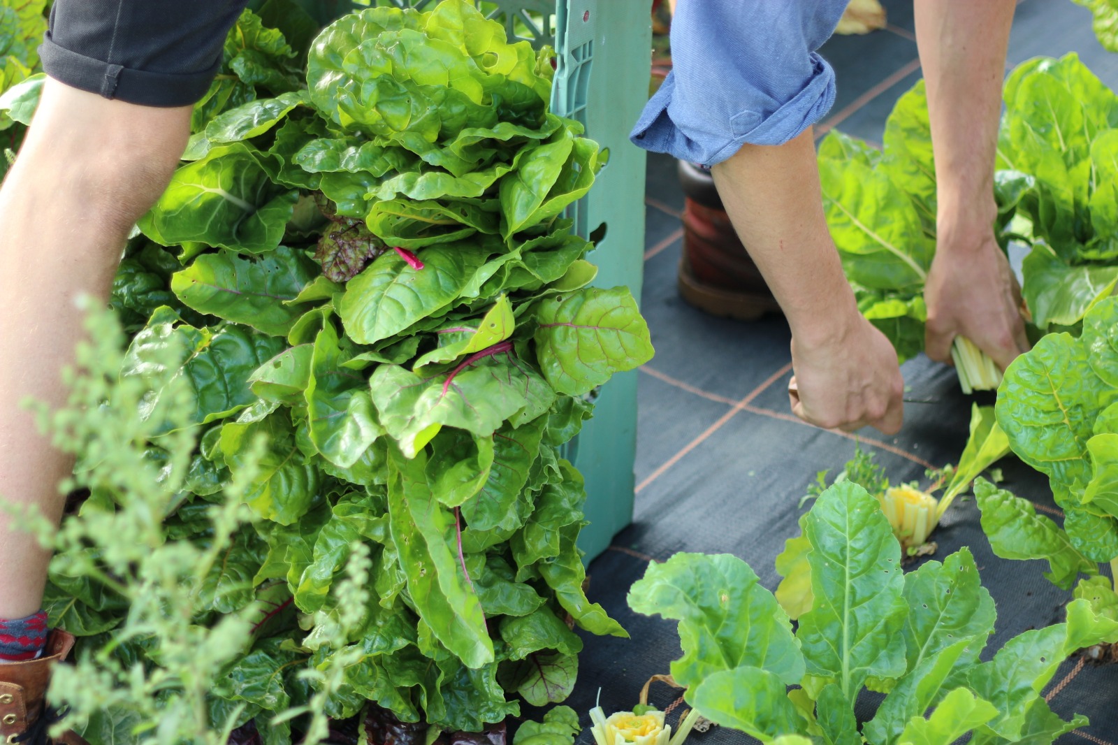 Yellow Door Plant & Grow printabile gradinarit PDF